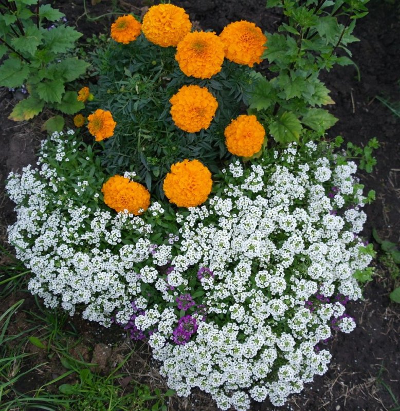 Лобулярия Мариттима