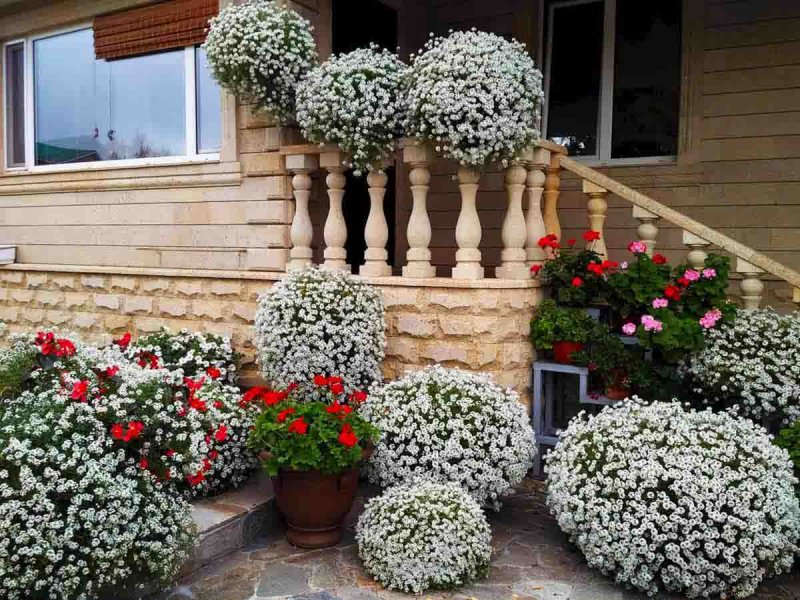Алиссум Lobularia maritima