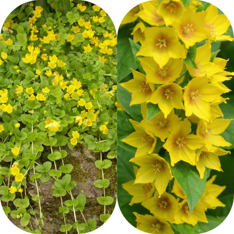Вербейник монетчатый (Lysimachia nummularia "Aurea")