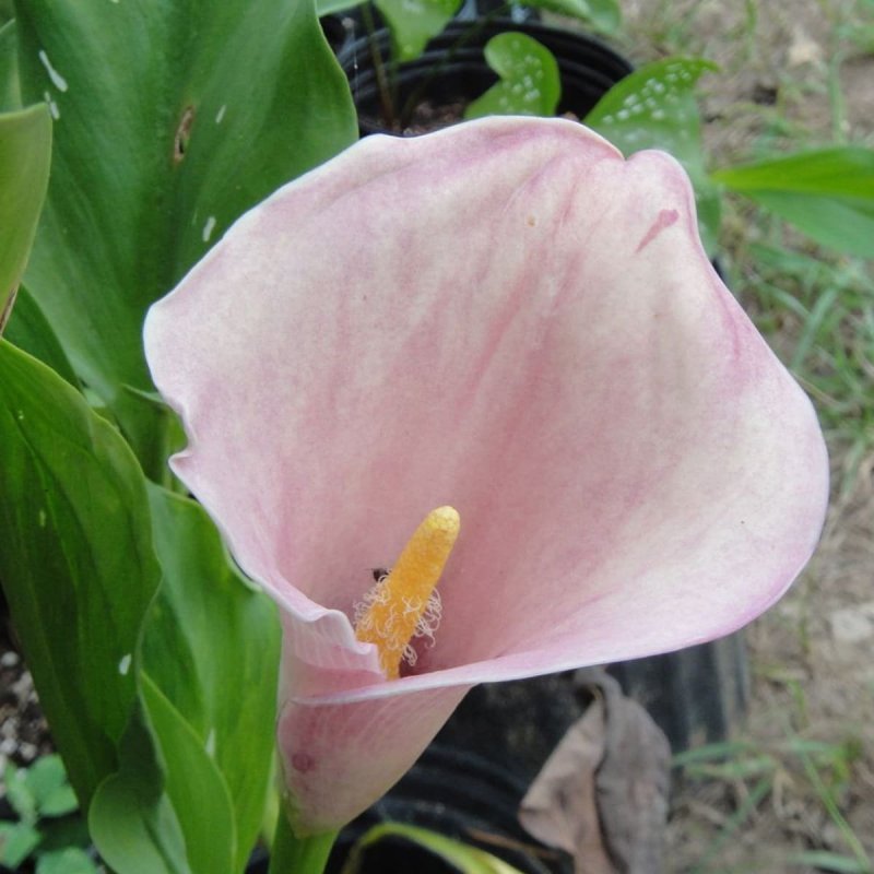 Калла (Zantedeschia) Самур