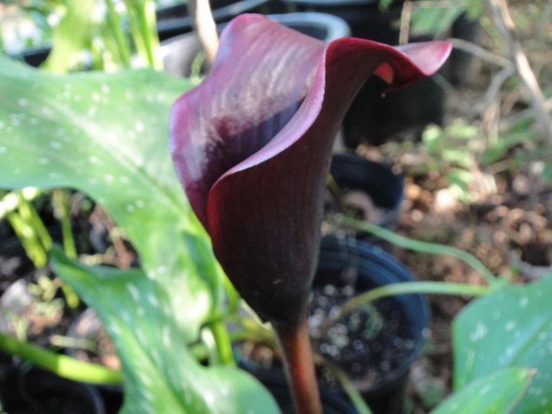 Калла (Zantedeschia) Пако