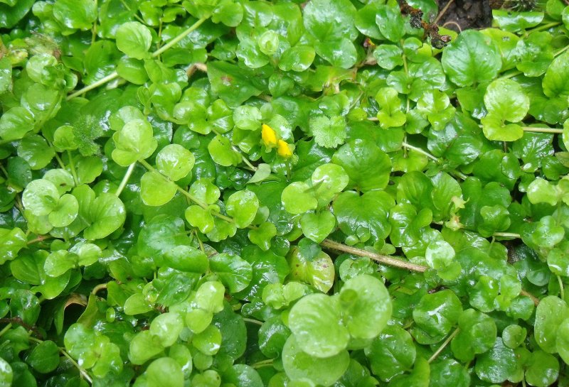 Salix serpyllifolia