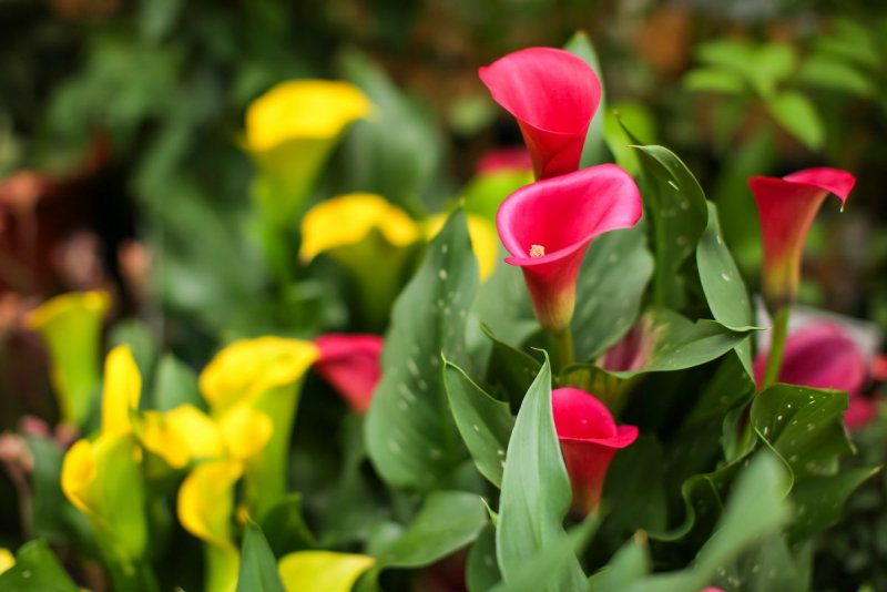 Калла (Zantedeschia) Самур
