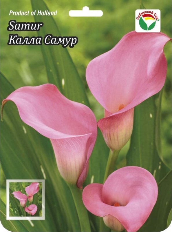 Калла (Zantedeschia) Самур