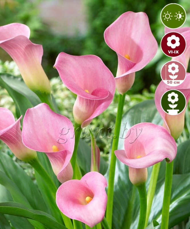 Калла (Zantedeschia) Самур