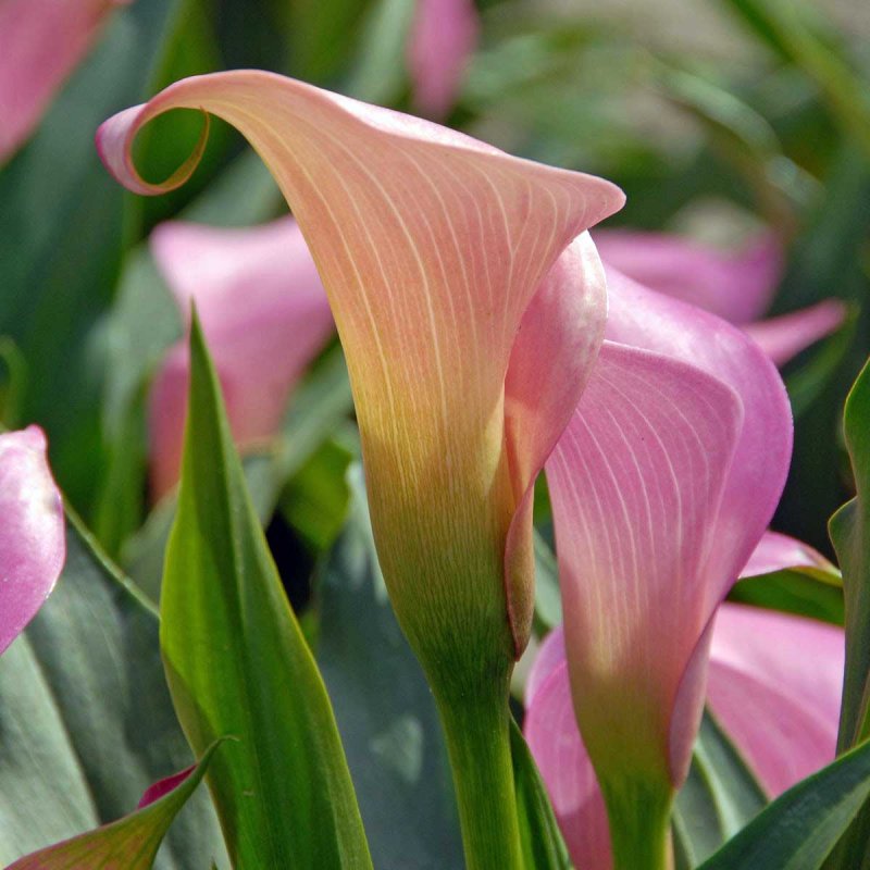 Калла (Zantedeschia) Самур