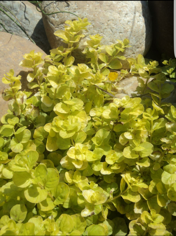 Вербейник монетчатый (Lysimachia nummularia)