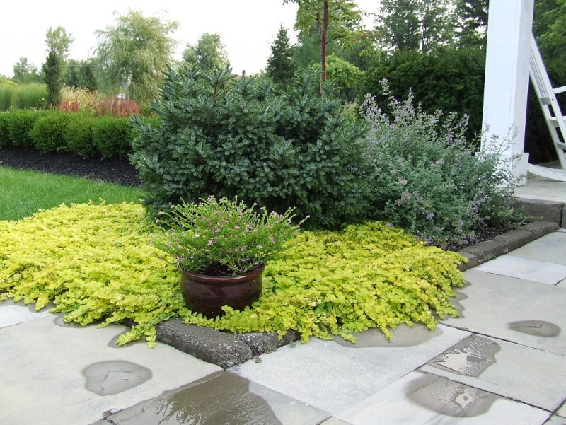 Вербейник монетчатый (Lysimachia nummularia "Aurea")