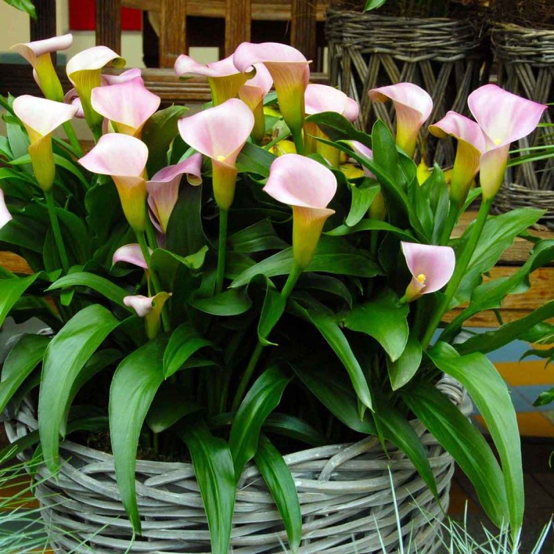Калла (Zantedeschia) Самур