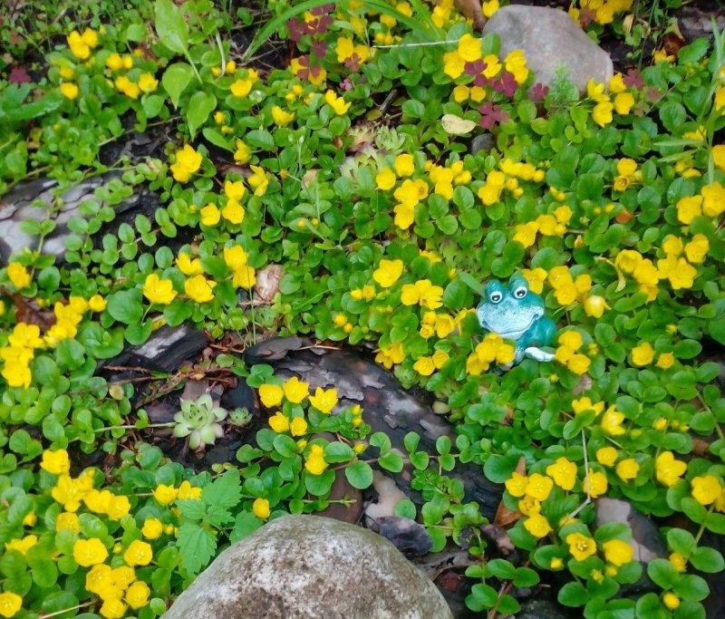 Вербейник монетчатый (Lysimachia nummularia "Aurea")