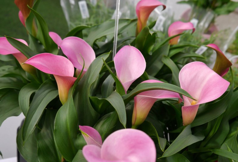 Калла (Zantedeschia) Самур