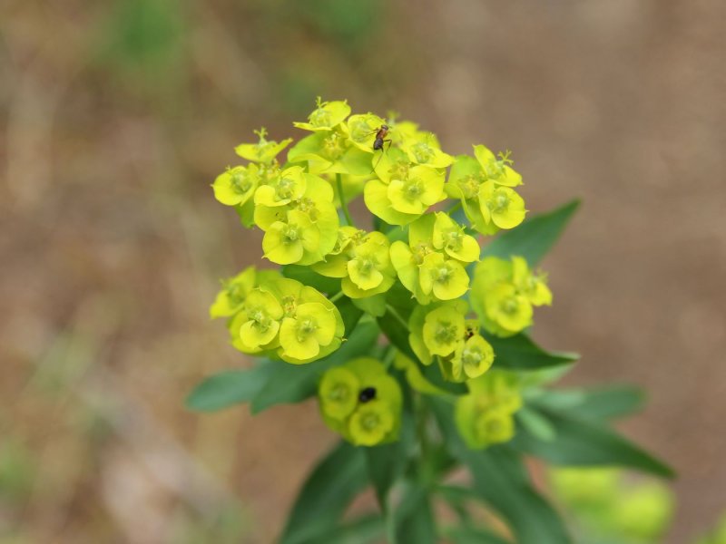 Молочай окаймленный (Euphorbia marginata) Mountain Snow
