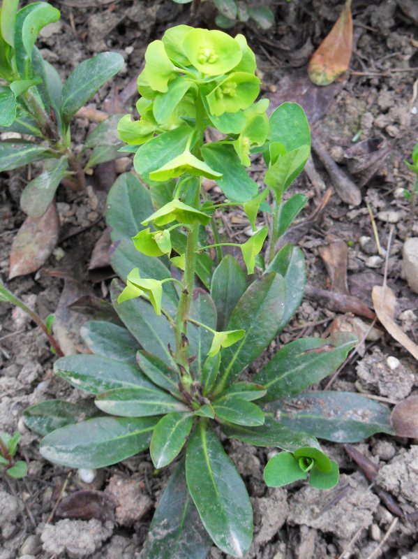 Euphorbia robbiae