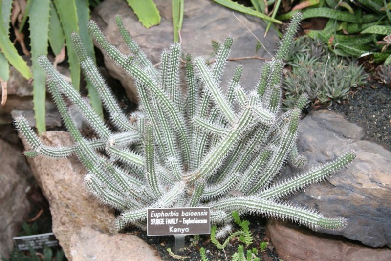 Эуфорбия baioensis