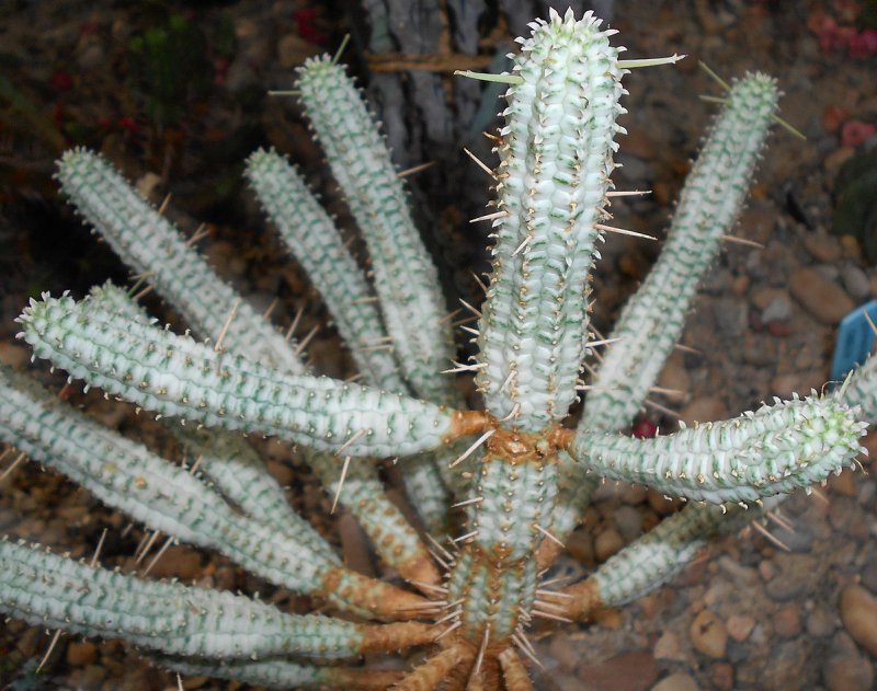 Euphorbia mammillaris variegata
