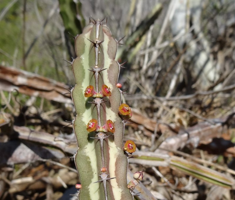 Euphorbia ramena