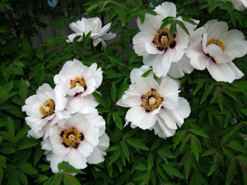 Officinalis rubra Plena пион