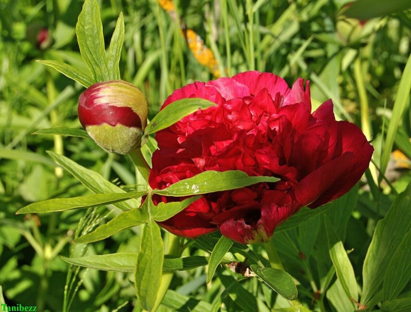 Пион Duchesse de Nemours