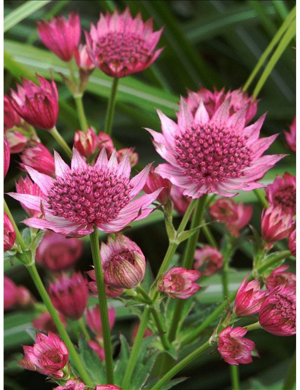 Astrantia Major rubra