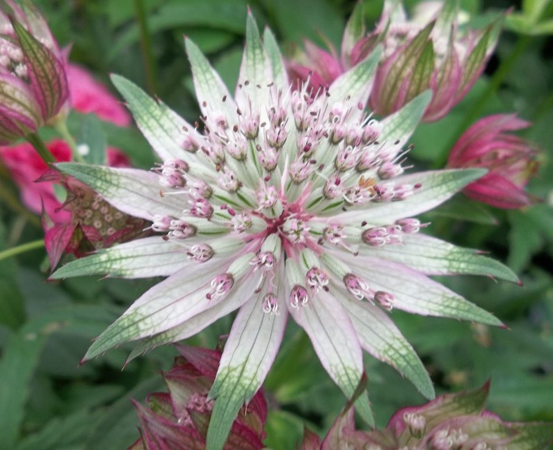 Астранция Astrantia Pink Pride