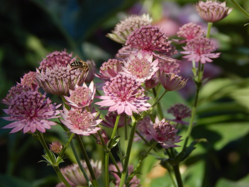 Астранция Astrantia Buckland