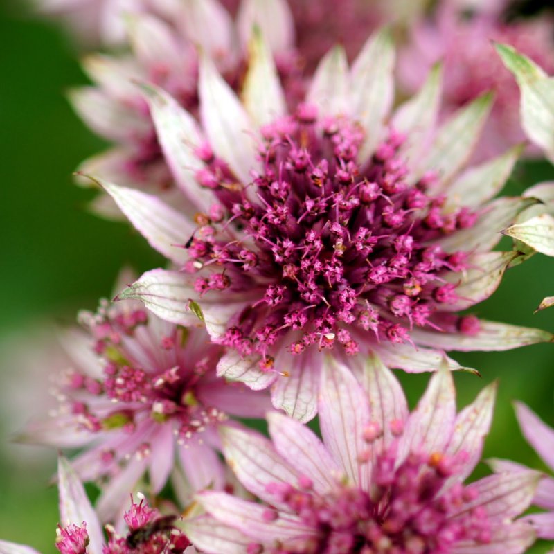 Астранция Astrantia Major. ROMA р11