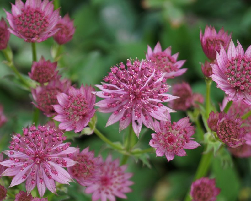 Астранция крупная (Astrantia Major)