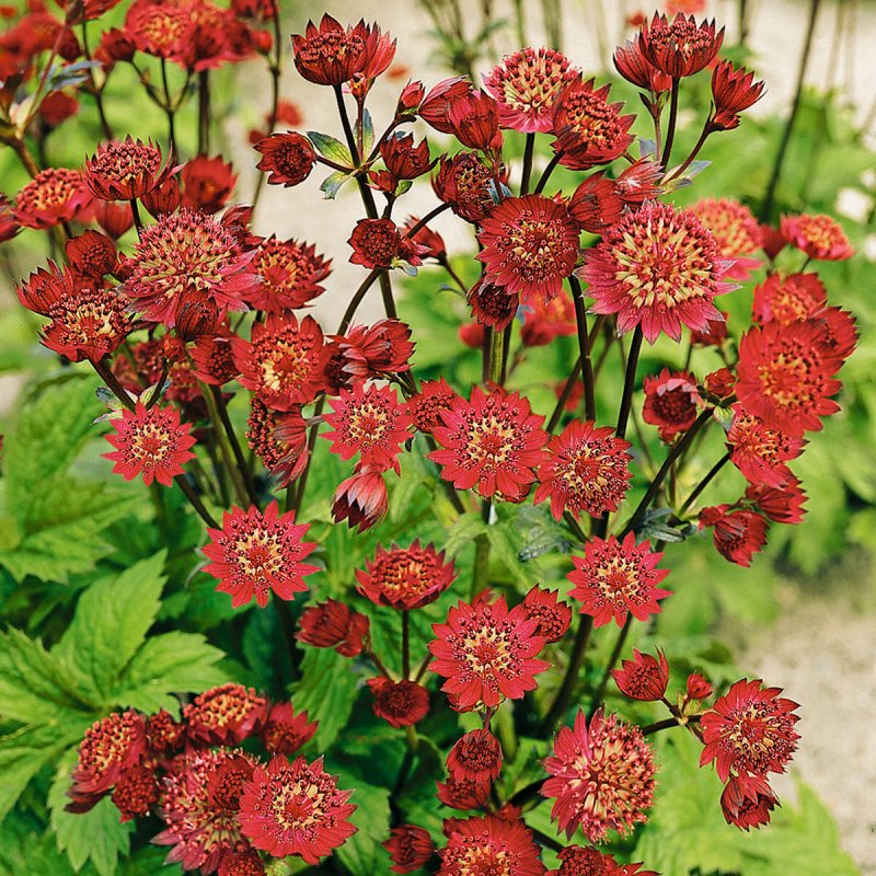 Астранция (Astrantia) срезка
