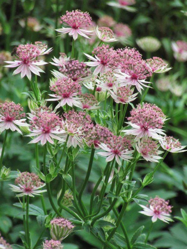 Astrantia Major. 'ROMA'