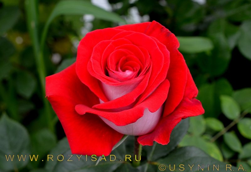 Роза Дик Дик