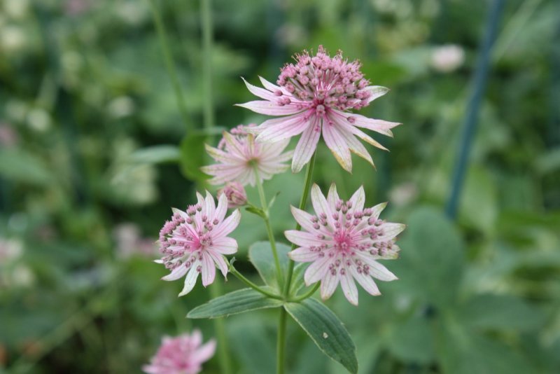 Астранция Astrantia Pink Pride