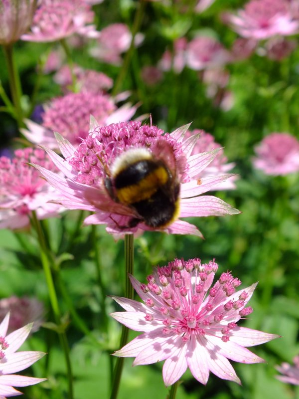 Astrantia Major rubra