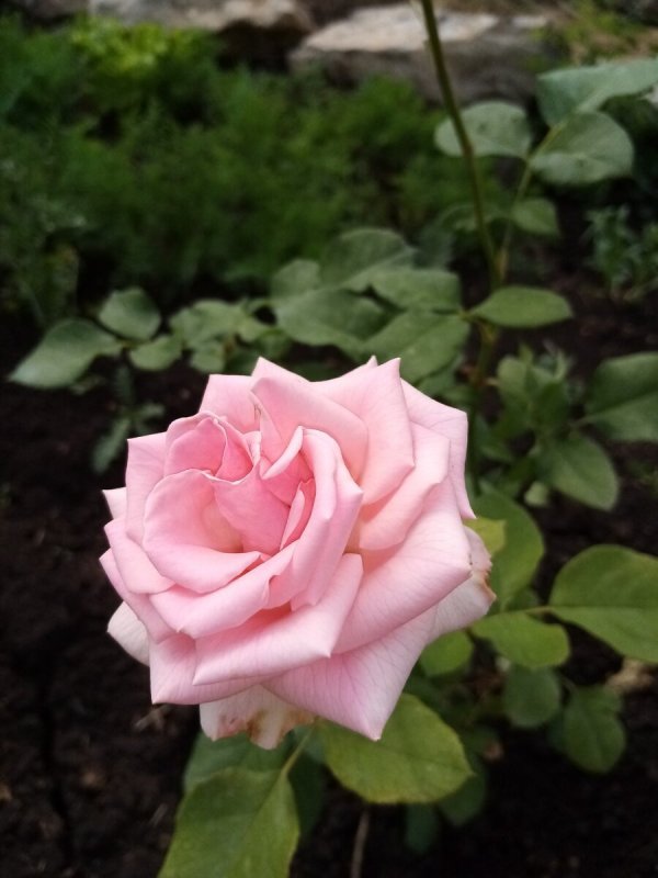 Rosa (роза) Alleluia