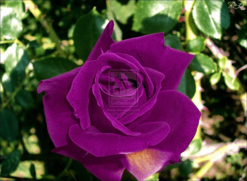 Роза Violette parfumee
