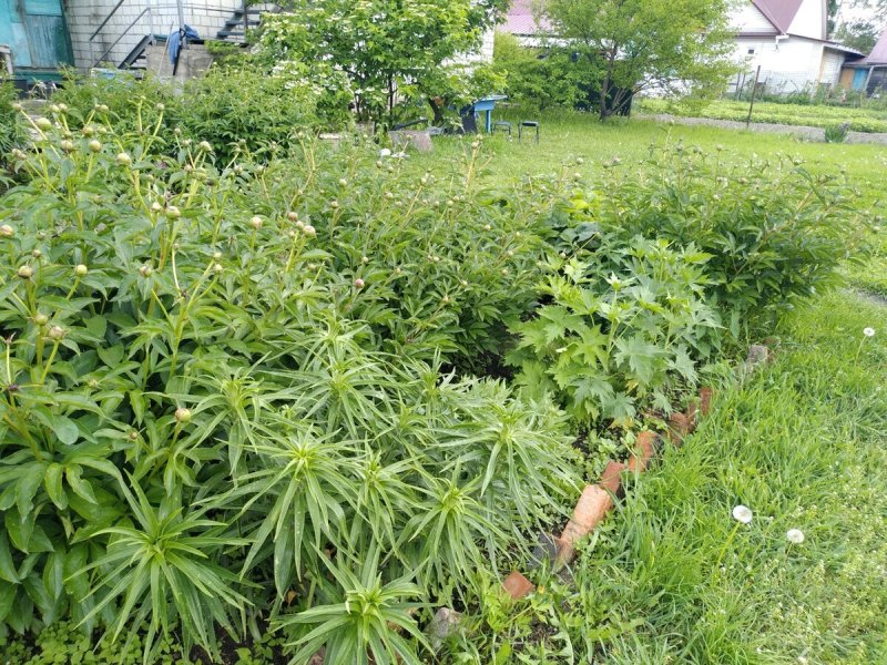 Многолетки душистые приправы