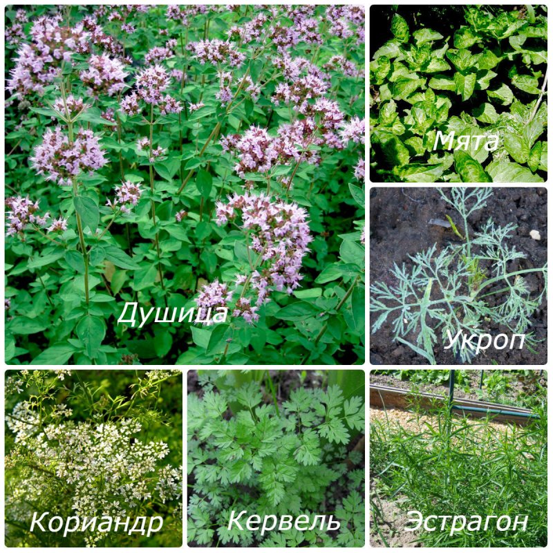 Пряные травы названия
