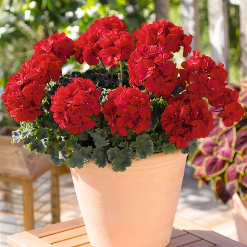 Пеларгония Savannah really Red