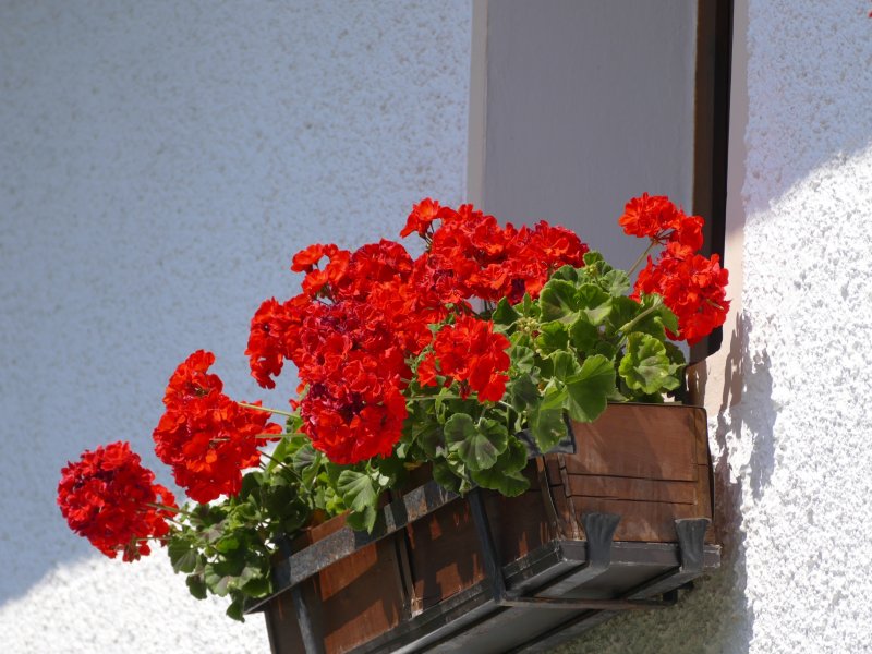 Pelargonium balcon Red
