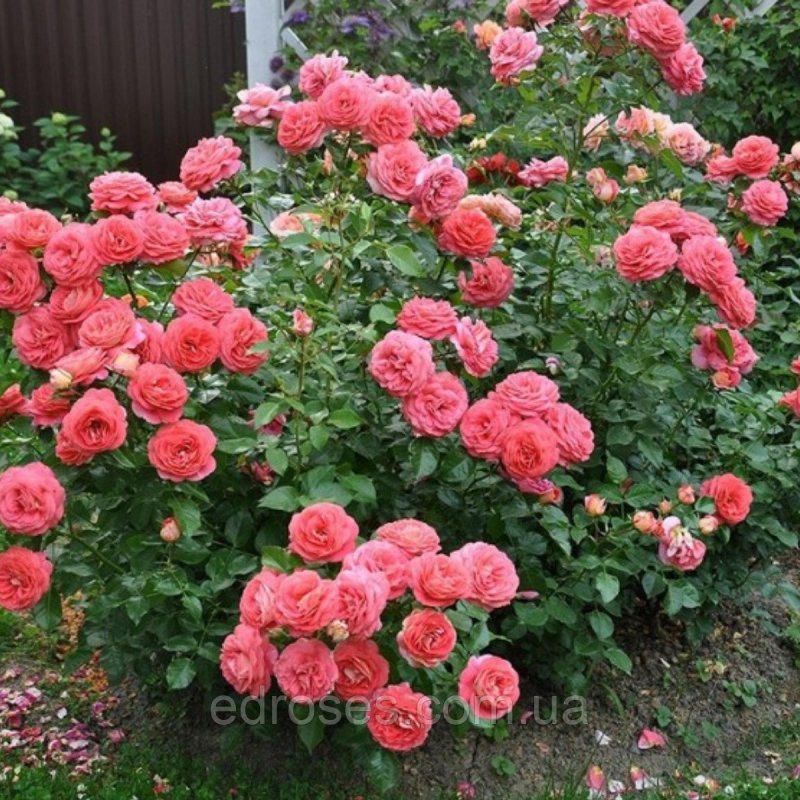 Роза Sommersonne Kordes