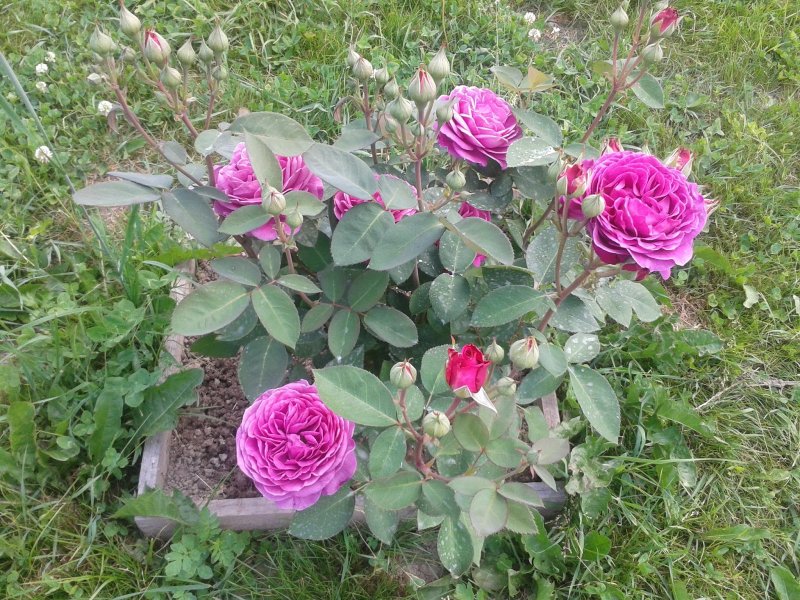 Роза флорибунда Heidi Klum Rose