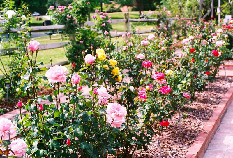 Garden of Roses роза