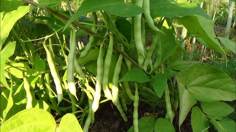 Фасоль стручковая кустовая