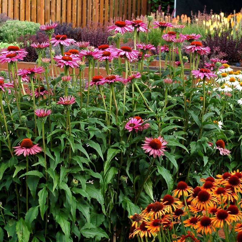 Rudbeckia Green Wizard