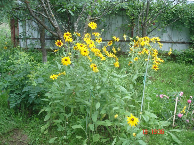 Рудбекия Деревенские мотивы
