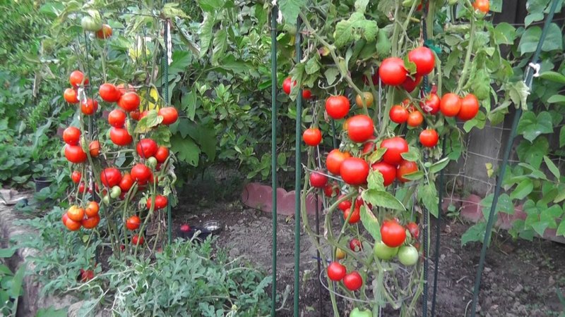 Томаты в открытом грунте