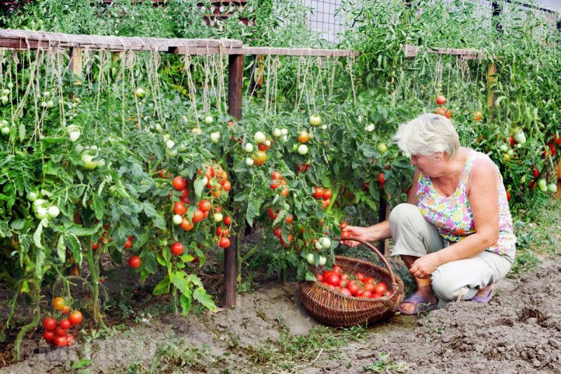 Томаты в открытом грунте