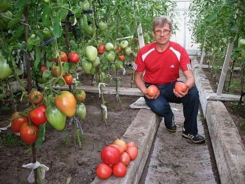 Помидоры на грядке