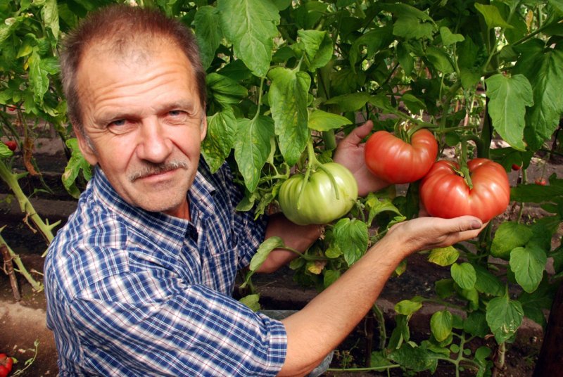 Помидоры Борис Сонин