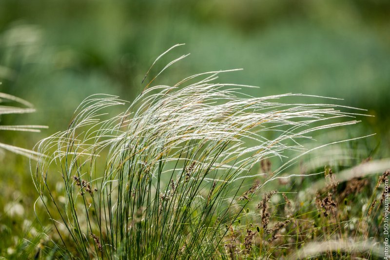 Ковыль красивейший (Stipa pulcherrima)