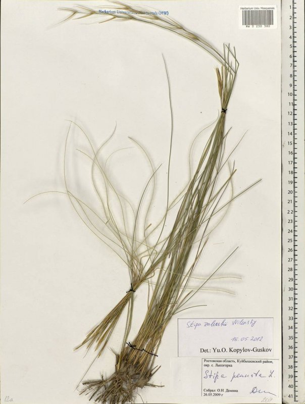 Stipa Rubens ковыль
